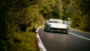 Supercars en wilde dieren