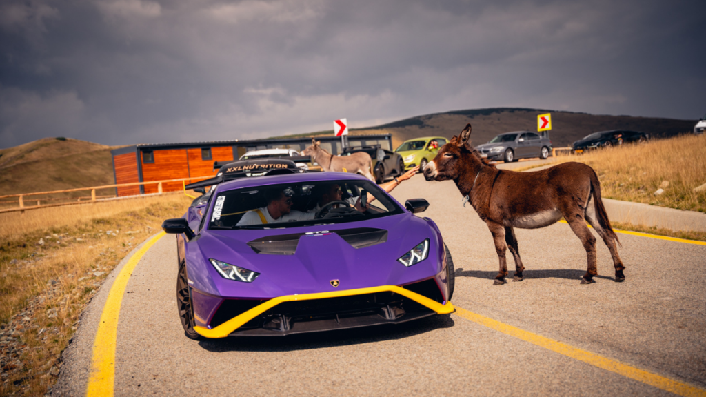 Supercars en wilde dieren