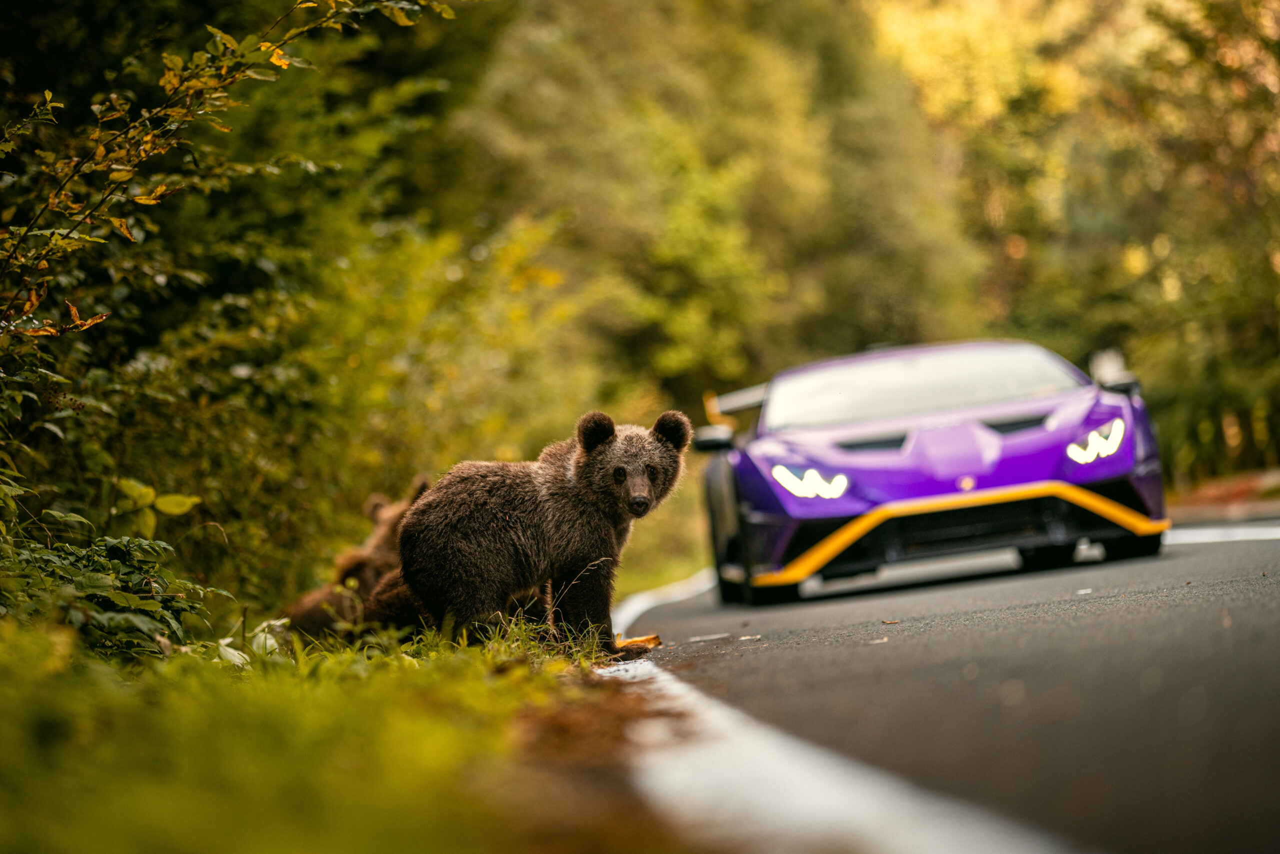 Supercars en wilde dieren